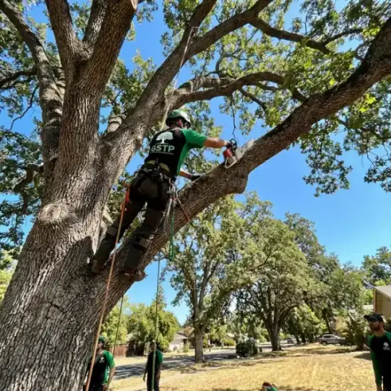 Certified arborist climbing a Roseville oak tree with chainsaw