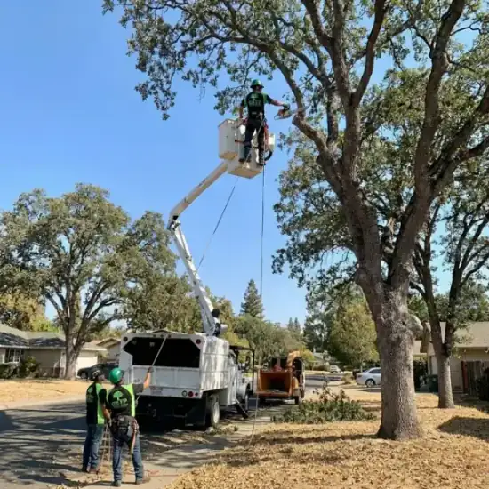 Bucket truck trimming a large oak tree in Roseville