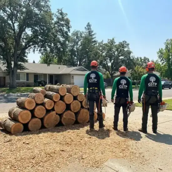 Freshly cut oak logs from a Roseville tree removal